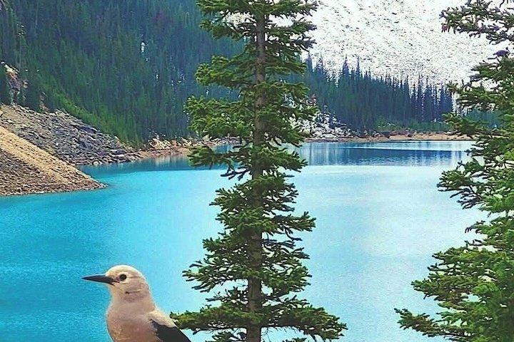 Exklusiv VIP Halv 1/2 Dag Tour Lake Louise och Moraine Lake