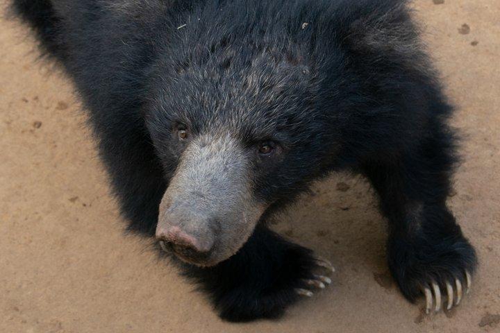 Privat Wildlife Safari i Yala National Park Halvdagstur