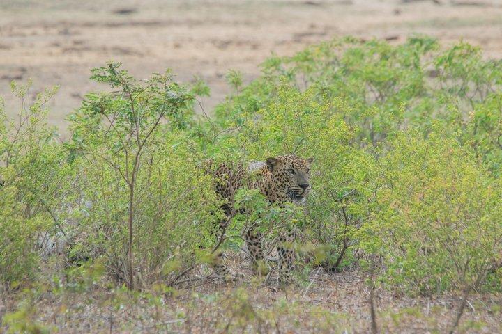 Privat Wildlife Safari i Yala National Park Halvdagstur