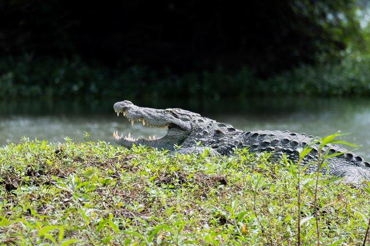 Privat Wildlife Safari i Yala National Park Halvdagstur