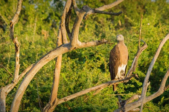 Privat Wildlife Safari i Yala National Park Halvdagstur