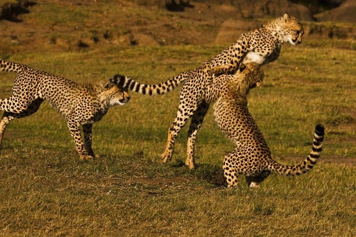 2 Days Masai Mara Group Safari in 4WD Jeep From Nairobi