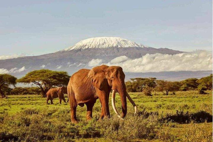 Safari privé Amboseli de 3 jours au départ de Nairobi