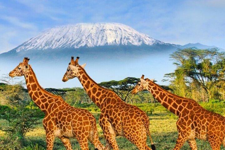 3 dagar Amboseli privat safari från Nairobi