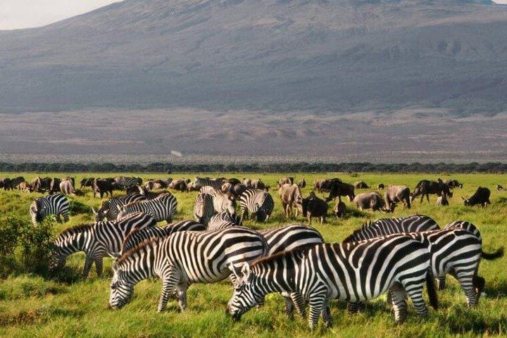 3 dagar Amboseli privat safari från Nairobi