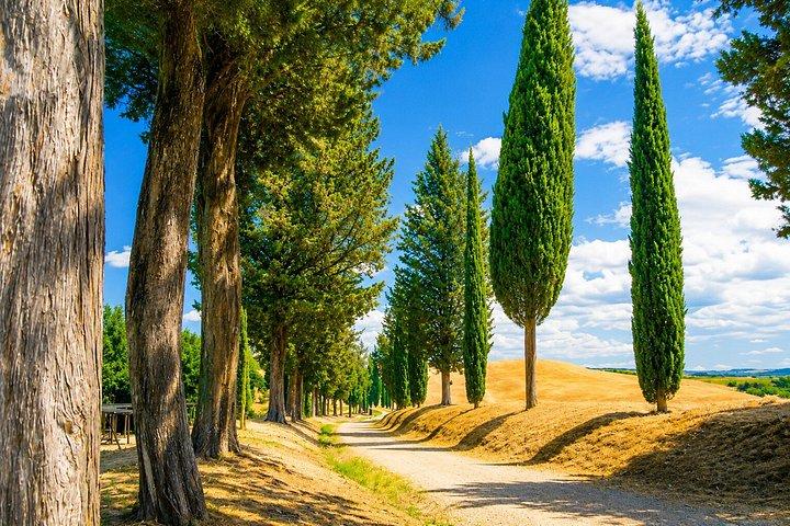 Vanuit Florence : San Gimignano, wijnproeverij & kookles