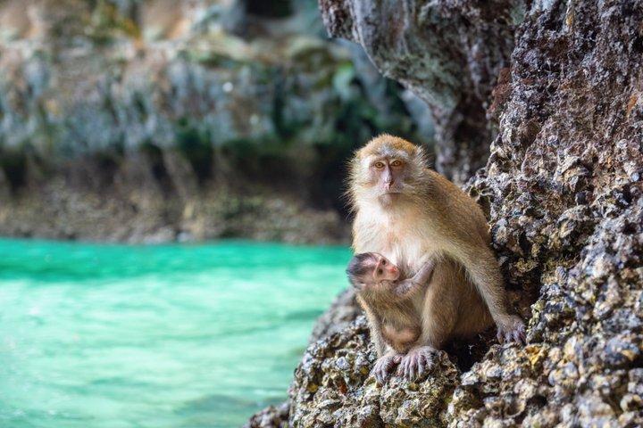プーケット：スピードボートでフィフィ諸島、マヤ湾、カイ島へ
