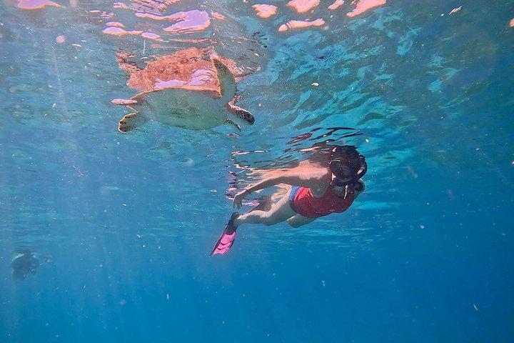 Tour privado de buceo con tortuga en Aruba + video profesional