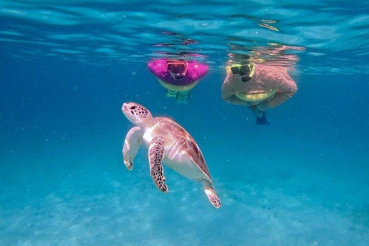 Aruba Turtle Snorkeling Private Tour with Underwater Footage