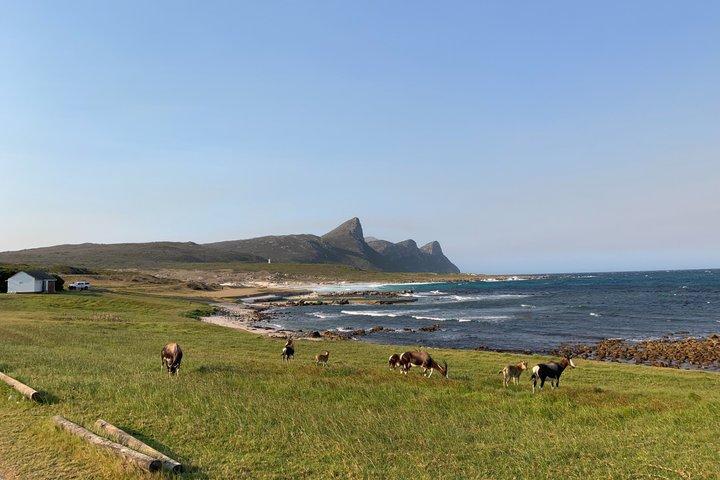 Cape Point : Klassische E-Bike-Tour
