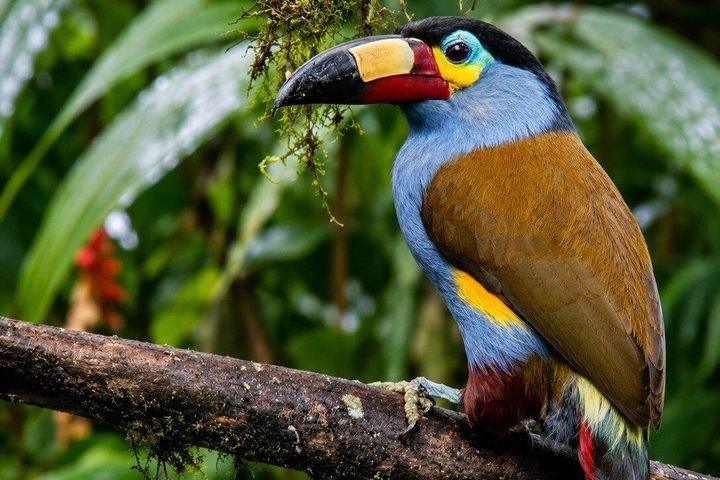 Tour fotográfico y de observación de aves por el bosque nublado de Mindo