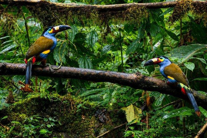 Mindo Cloud Forest Privétour: Chocolade, Koffie, Vogels, Natuur