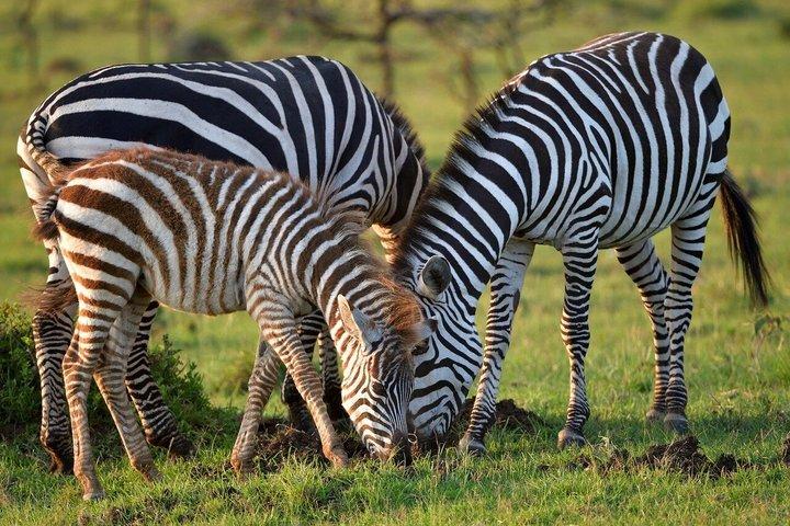 3 - Dagen Masai Mara Groepssafari met bezoek aan Maasai Village