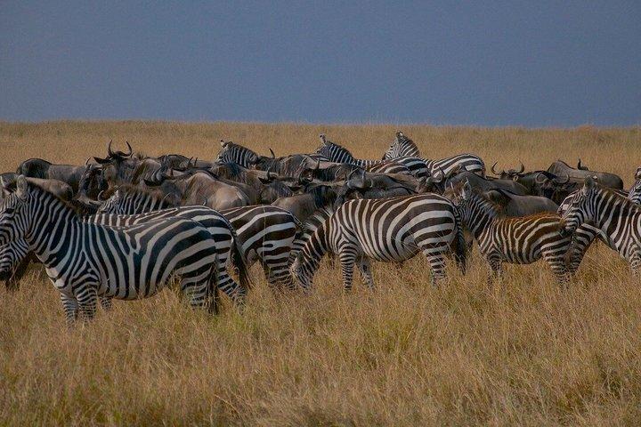 3 - Dagen Masai Mara Groepssafari met bezoek aan Maasai Village