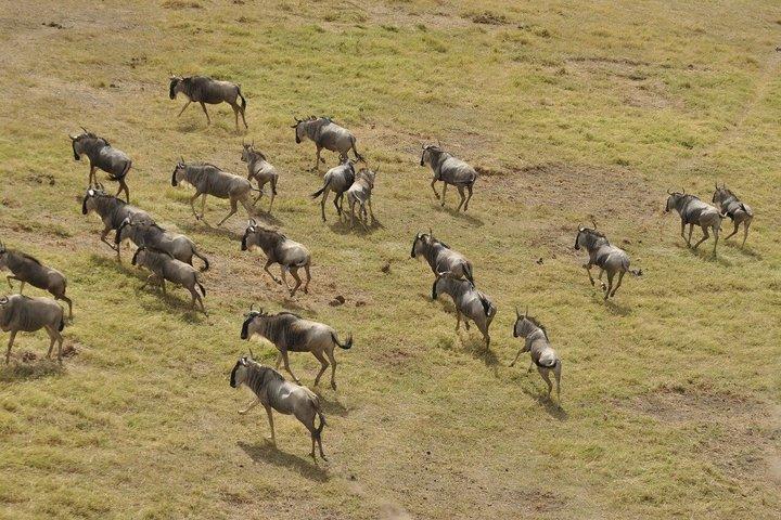 3 - Dagen Masai Mara Groepssafari met bezoek aan Maasai Village