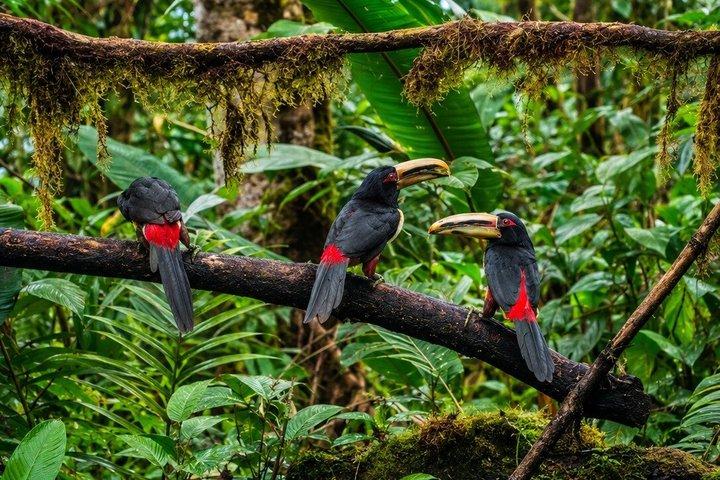 Mindo Cloud Forest vogel- en fotografietour