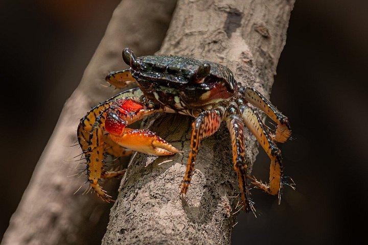 グアナカステ島タマリンド河口ツアー野生動物アドベンチャー