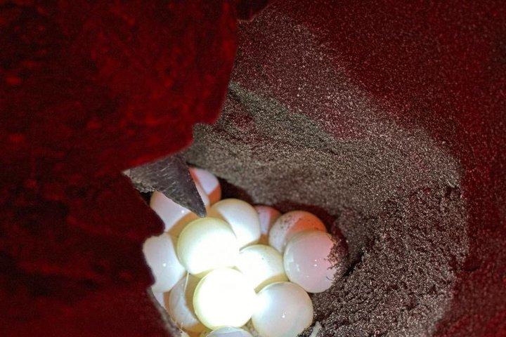 Observação de tartarugas marinhas em Tamarindo