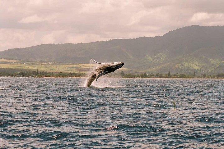 Whale Watching Catamaran Sail