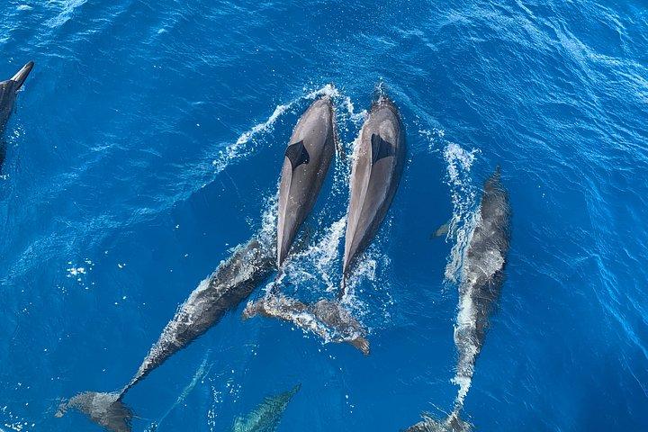 Snorkel and Catamaran Sail