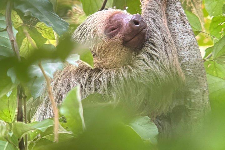 Corcovado National Park Day Tour: Guided Wildlife Walk at Sirena