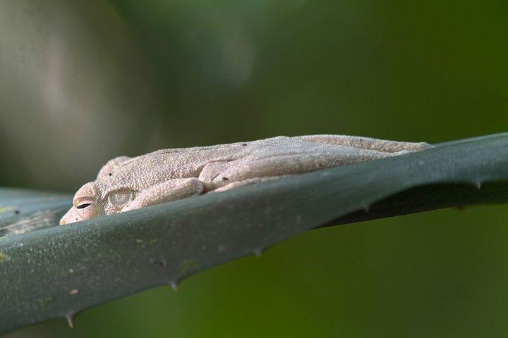 Corcovado National Park Day Tour: Guided Wildlife Walk at Sirena