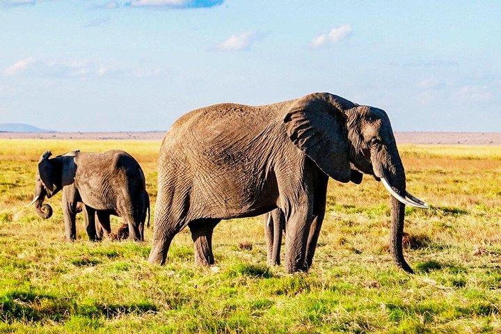 Customized 7 Days Private Kenya Birding & Big Five Safari