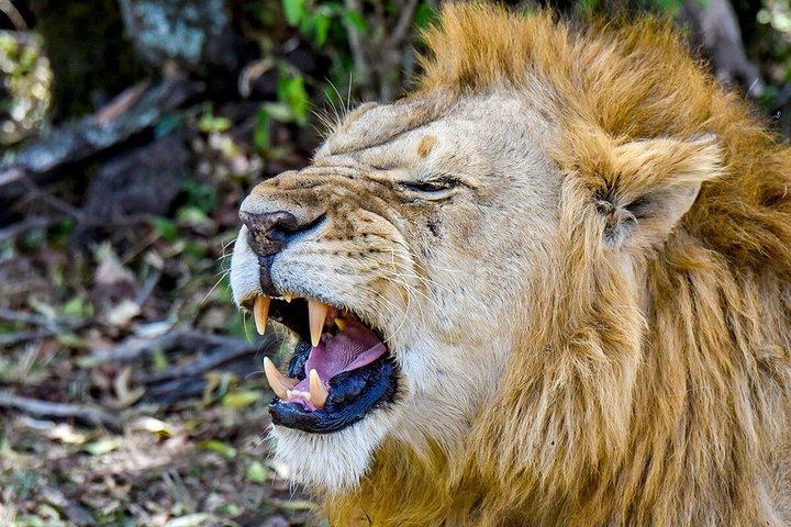 Personnalisé 7 jours privé Kenya Birding & Big Five Safari