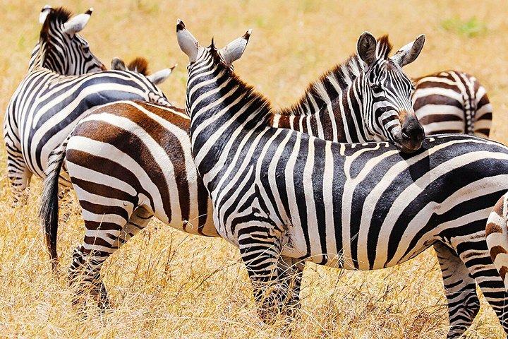 ナイロビからの4日間のケニアマサイマラサファリ