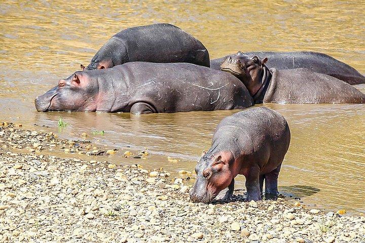 ナイロビからの4日間のケニアマサイマラサファリ