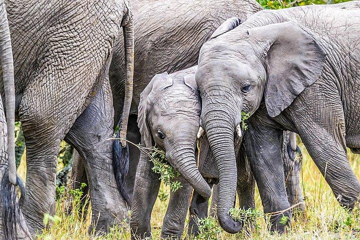 ナイロビからの4日間のケニアマサイマラサファリ