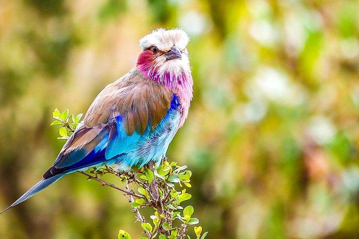 ナイロビからの4日間のケニアマサイマラサファリ