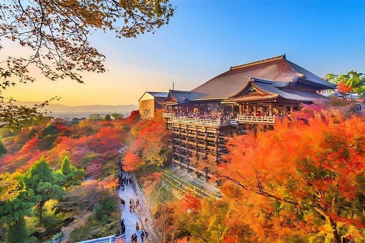 奈良・宇治日帰り旅行 かわいい鹿、抹茶体験、温泉
