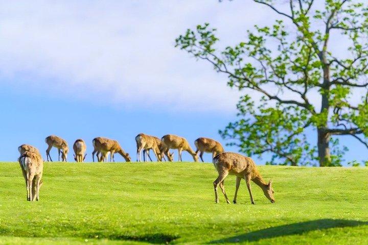Nara & Uji Day Trip: Cute Deer, Matcha Experience e Primavera Quente
