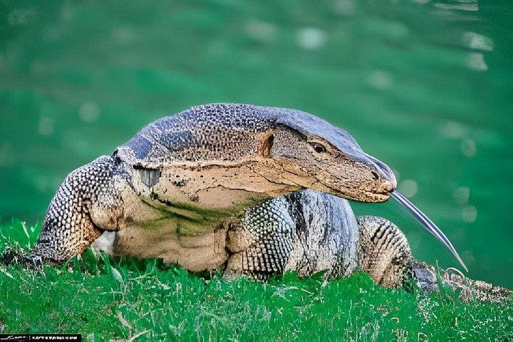 Yoga de la mañana en el Bosque de los Dragones