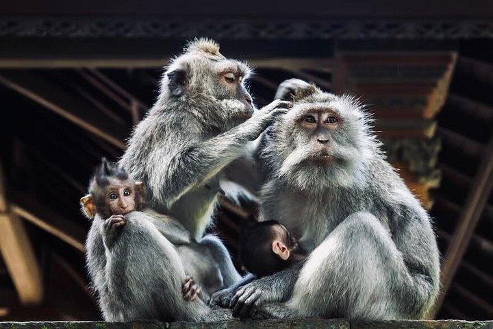 Ubud Monkey Forest, Wassertempel, Wasserfall und Reisterrassen