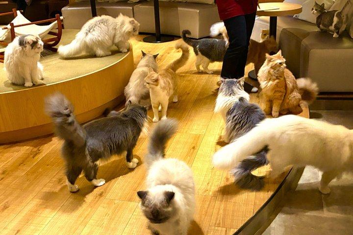 東京：豪徳寺猫寺、新宿キャットカフェ＆3D猫PMツアー