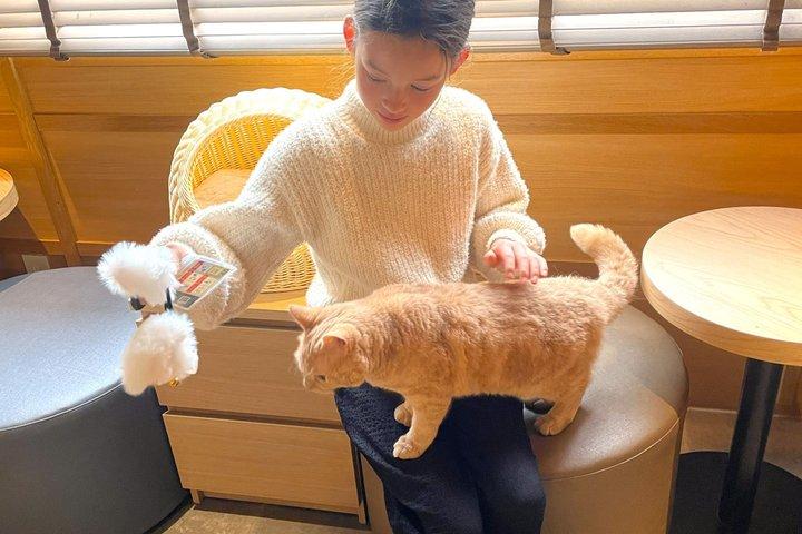 東京：豪徳寺猫寺、新宿キャットカフェ＆3D猫PMツアー