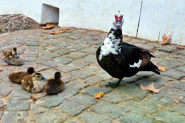 アルガルヴェの伝統と味: ローレ、アルテ、ケダ ド ヴィガリオ