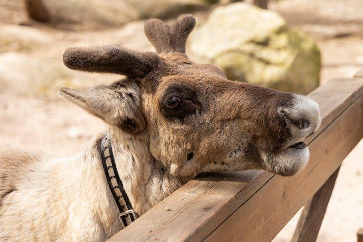 Hooves & Antlers: A Nordic Creature Chronicle****