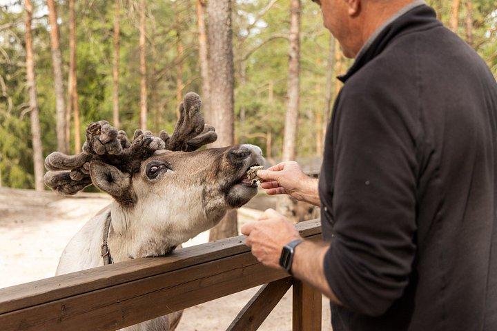 Hooves & Antlers: A Nordic Creature Chronicle****
