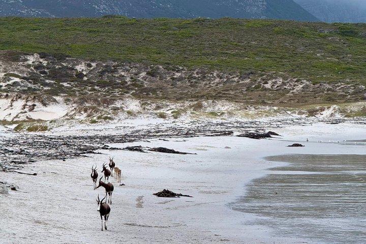 Cape Point : Klassische E-Bike-Tour