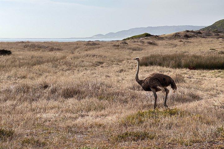 Cape Point : Klassische E-Bike-Tour