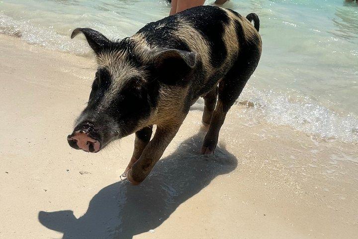 Swim with the Pigs Freeport @Creative Eco Adventures