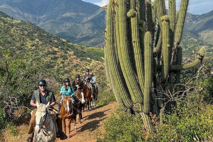Passeio a cavalo andino: trilhas panorâmicas e piquenique de vinhos