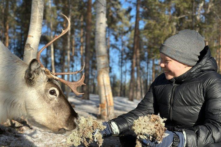 Jokkmokk : Ervaring met het voederen van rendieren met Sami Gids