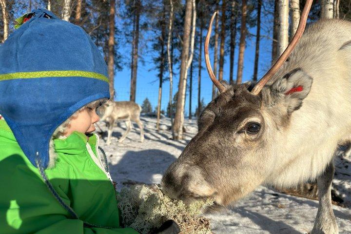 Jokkmokk : Ervaring met het voederen van rendieren met Sami Gids