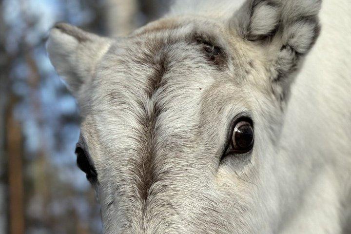 Jokkmokk : Ervaring met het voederen van rendieren met Sami Gids