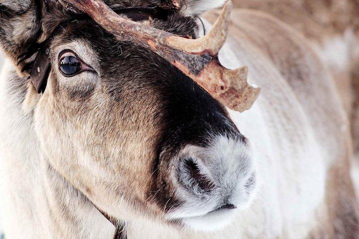 Jokkmokk : Ervaring met het voederen van rendieren met Sami Gids