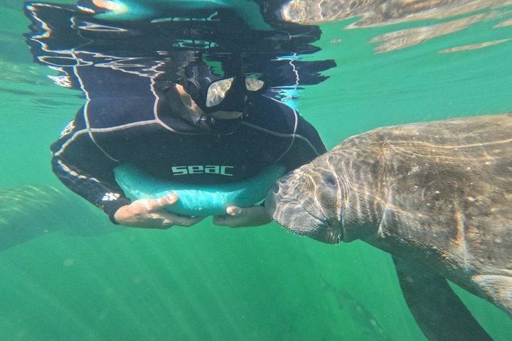 3 Hour Manatee Swim - Pequeno Grupo com fotos gratuitas!